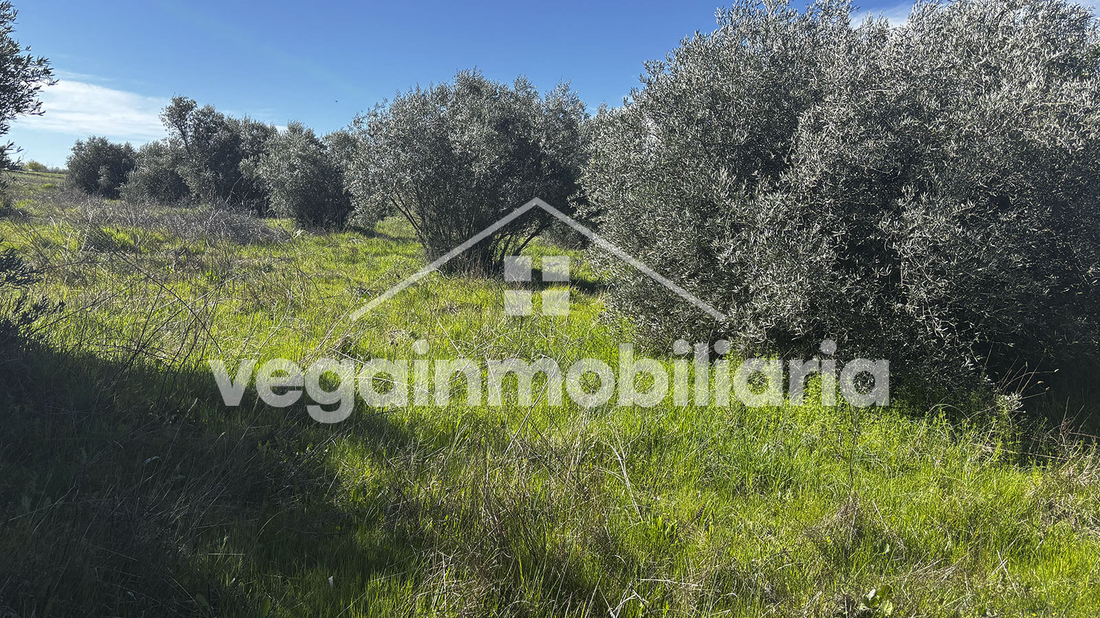 jardin-inmueble-123-vega-inmobiliaria
