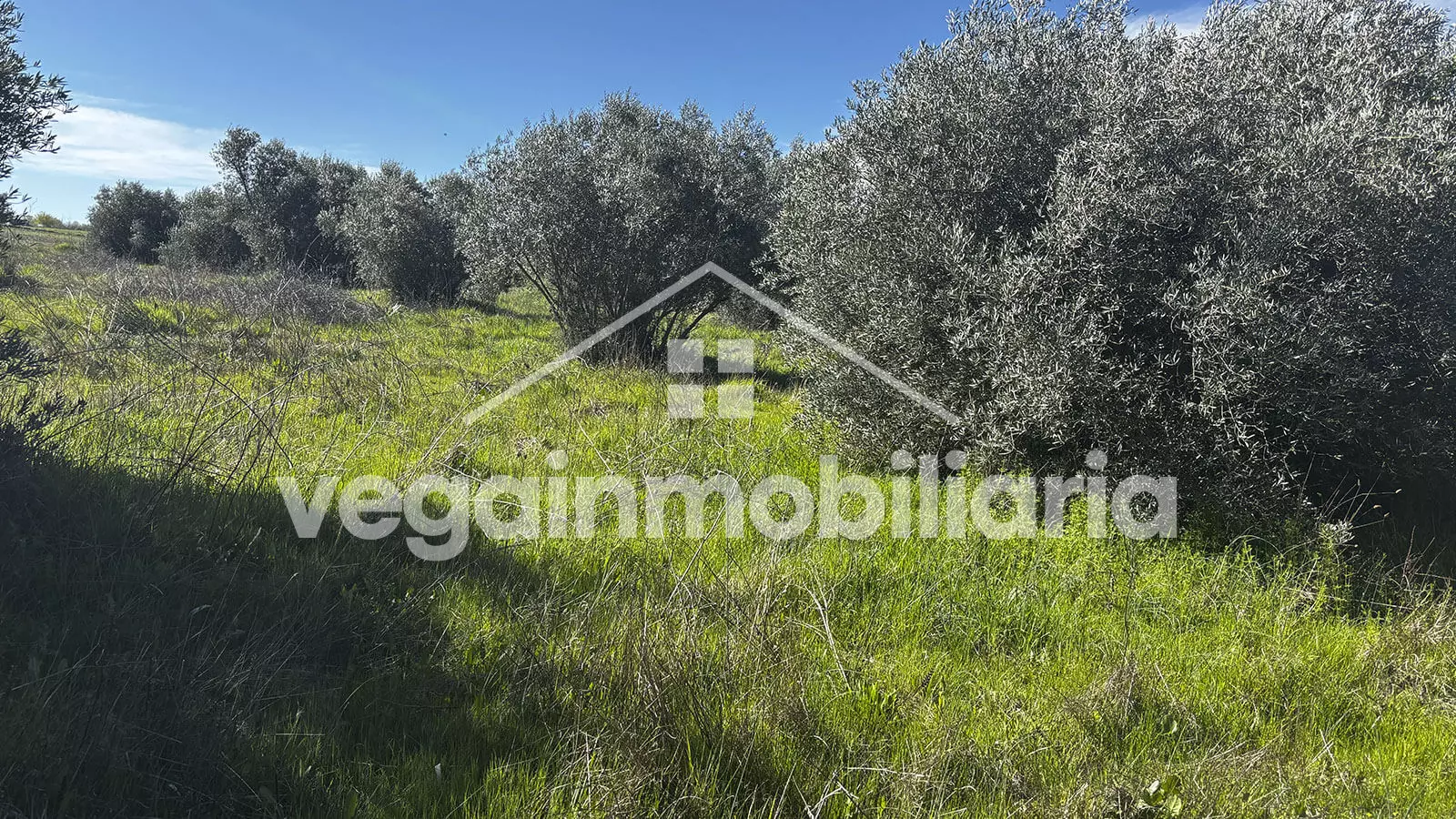 jardin-inmueble-123-vega-inmobiliaria