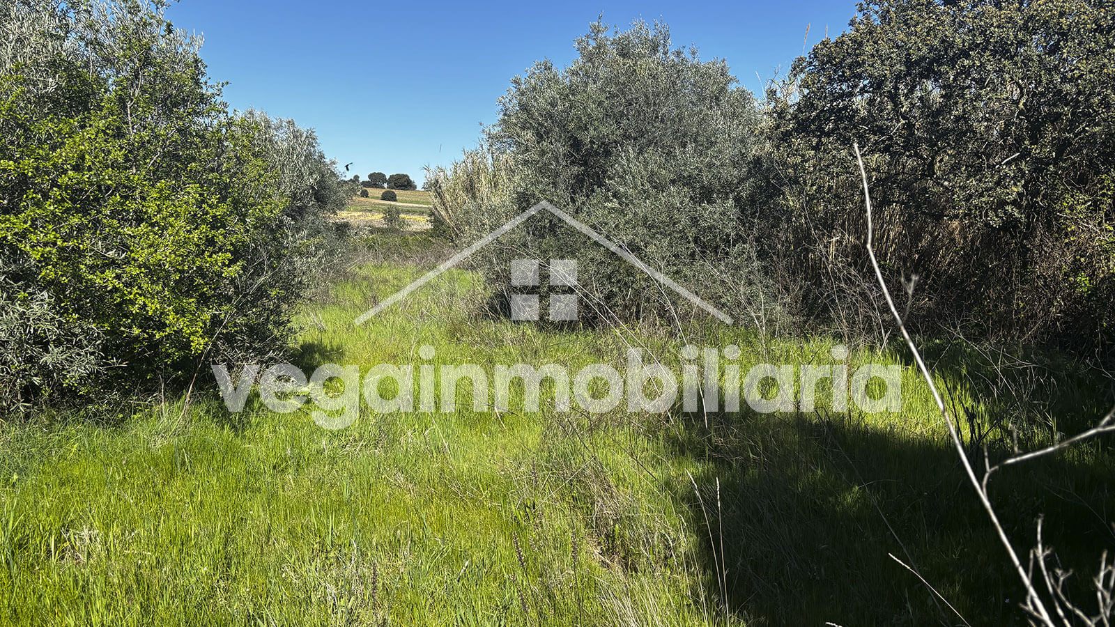 jardin-inmueble-124-vega-inmobiliaria